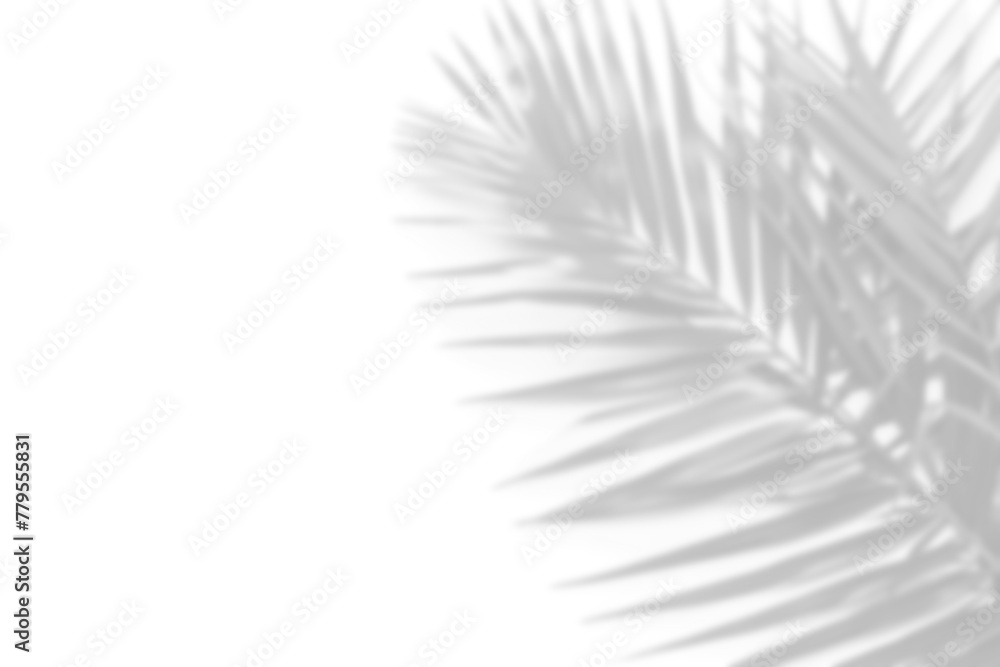 Wall mural tropical leaves shadow overlay effect, transparent background with palm leaf shadows, 3d rendering png file