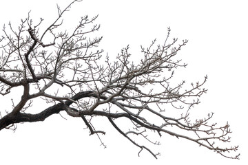 Fototapeta premium tree branch isolated on transparent or white background cut out object design