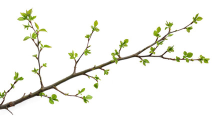 tree branch with green leaves on transparent or white background isolated object png file