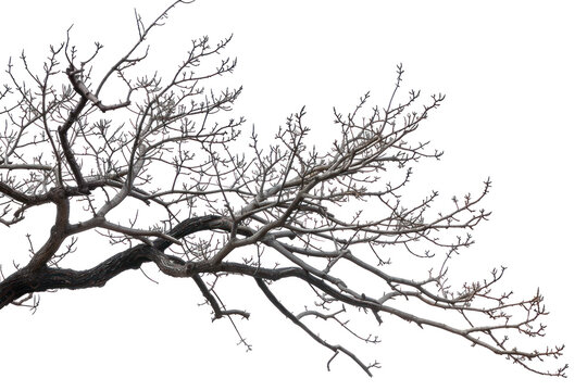tree branch isolated on transparent or white background cut out object design