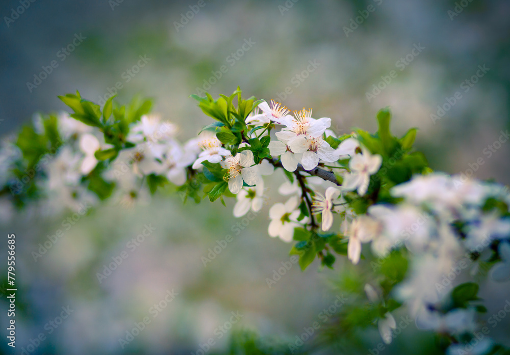 Poster fresh green scene of blooming branch of apple tree. tiny white flower winding in boatanical garden a