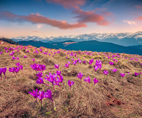Amazing spring sunrise on mountain hill with blooming crocuse flower. Astonishing morning scene of Carpathian mountains, Ukraine, Europe. Beauty of nature concept background. - 779556807