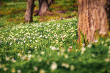 First green plants in the spring forest. Attractive morning scene of woodland glade in March with white Anemone flowers. Beautiful floral background. Long focus picture. - 779556814