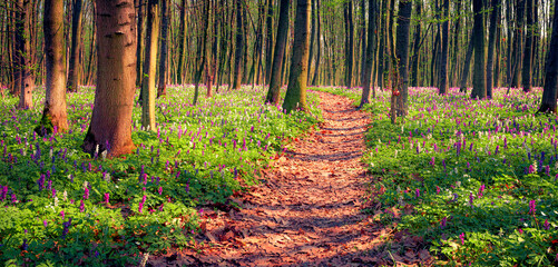 First spring flowers blooming in the forest. Panoramic morning view of woodland glade in April with Corydalis cava flowers and trekking path. Beautiful floral background. - 779556882