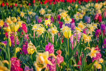 Colorful tulip, narcissus and hyacinth flowers blooming in Keukenhof park. Splendid spring scene of Holland Botanical garden, Lisse town, Netherlands, Europe. Beautiful floral background. - 779557075
