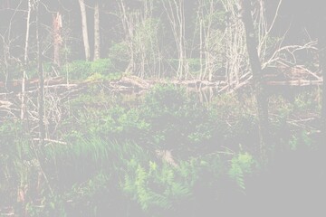 A faint background of a swamp in the forest.