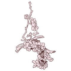 Festive Sakura isolated on white background. Oriental traditional, outline vector illustration. Japanese, Chinese, Korean  trendy design, Celebration Event Greeting card Party Invitation Poster Flyer - 779557844