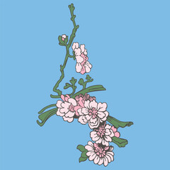 Festive Sakura isolated on blue background. Oriental traditional, outline vector illustration. Japanese, Chinese, Korean trendy design, Celebration Event Greeting card Party Invitation Poster Flyer - 779557858