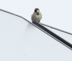 Spatz, Sperling, Vogel, grau, braun, fliegen