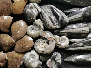 ammonite fossil isolated - 779558247