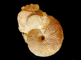 ammonite fossil isolated - 779558281
