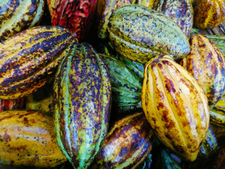 fresh cocoa fruits texture