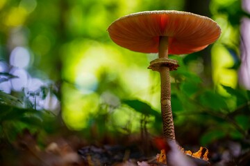 Low-angle shot of the edible Parasol mushroom (Macrolepiota procera) grown in a forest