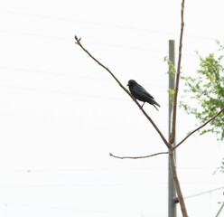 Rabe, Krähe, Dole, schwarzer Vogel