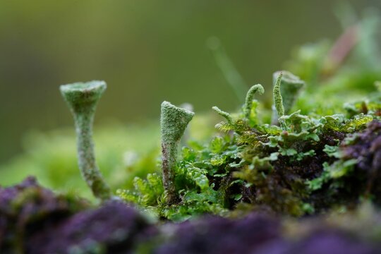 Closeup shot of the Cladonia fimbriata fungus grown on a mossy tree trunk on the blurred background