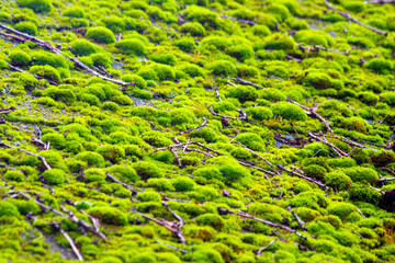 very nice green moss texture - 779558678