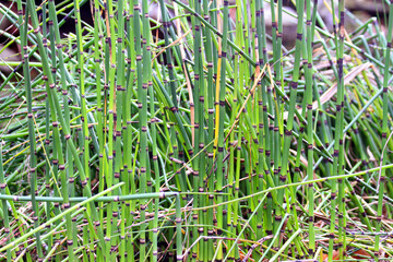 green bamboo texture