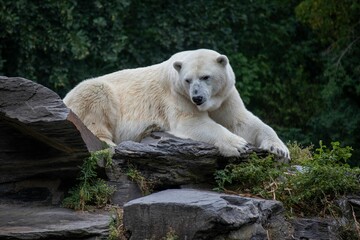 Fototapeta premium Polar bear lying on the rocks in the zoo