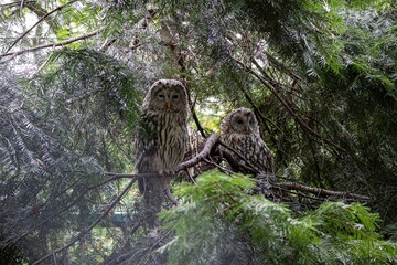 Grey owl perching on a tree branch