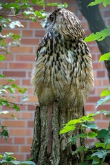 Grey owl perching on a branch