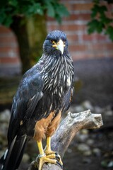 Black falcon perching on a branch