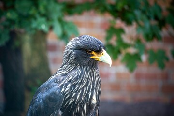 Black falcon perching on a branch