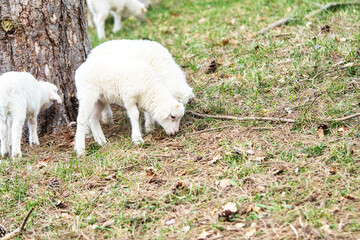 Easter lamb standing on a green meadow. White wool on a farm animal on a farm