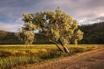 Golden hour at Cape Pallarenda Conservation Park in Townsville, Far North Queensland in Australia.