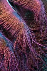 AI generated illustration of peacock feathers with vibrant pink and purple hues