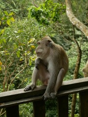 Naklejka na ściany i meble Monkey sitting on a wooden fence.