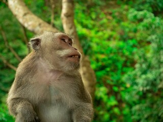 Closeup of a monkey against green background