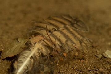 Closeup shot of a feather on the ground