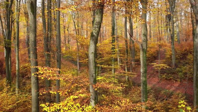 Drone footage of scenic beech woodlands in autumn, with pleasing orange tones and soft light
