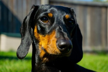 Closeup of black Dachshund dog standing on grassland and looking towards