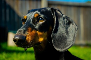 Closeup of black Dachshund dog standing on grassland and looking towards