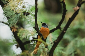 Closeup shot of a bird with orange belly staying on the tree