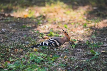 Closeup of a Eurasian Hoopoe (Upupa epops) looking for food on the grass