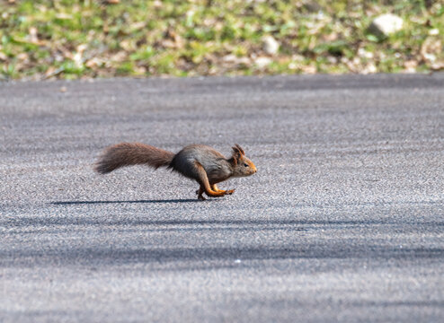 squirrel running fast