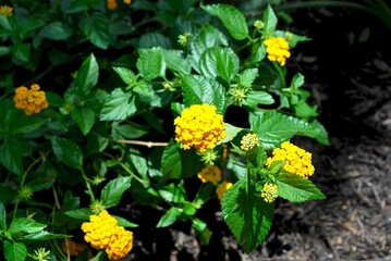 Trailing lantanas (lantana montevidensis) on a lush bush