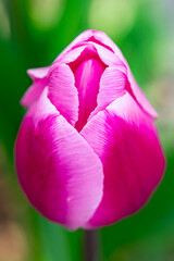 Vagina flower concept. Sexy flower, pussy, vulva, clitoris, vagina. Orgasm and love. Spring bloom. Sensual red petals. Erotic tulip flower. Flower imitating the female virginity. Chastity and Purity.