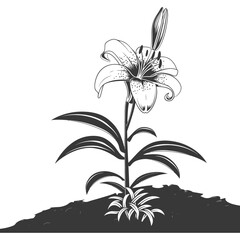 Silhouette Lily flower in the ground black color only