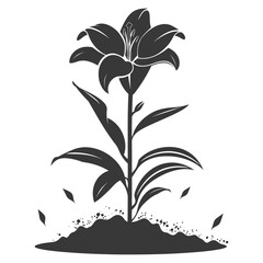 Silhouette Lily flower in the ground black color only