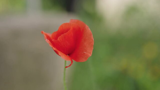 Closeup shot of a blooming red poppy on a field