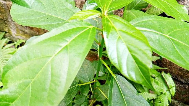  Medicine leaves on the ground