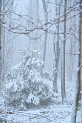 Snow-covered fir tree in a winter forest with snow. snow and frost forest.