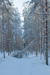 Fototapeta premium Walking trail in forest with snow on the ground in winter, Räyskälä, Finland.