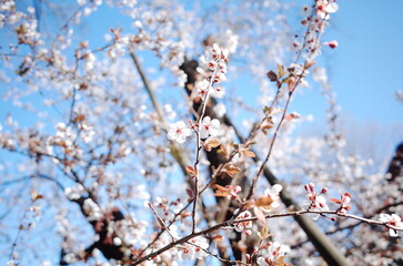 blossom sakura in japan close up