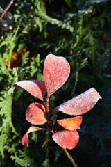 Closeup of growing frozen plant leaves © Wirestock