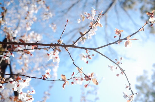 blossom sakura in japan close up