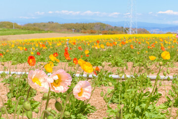 [知多郡]観光農園 花ひろばのポピー